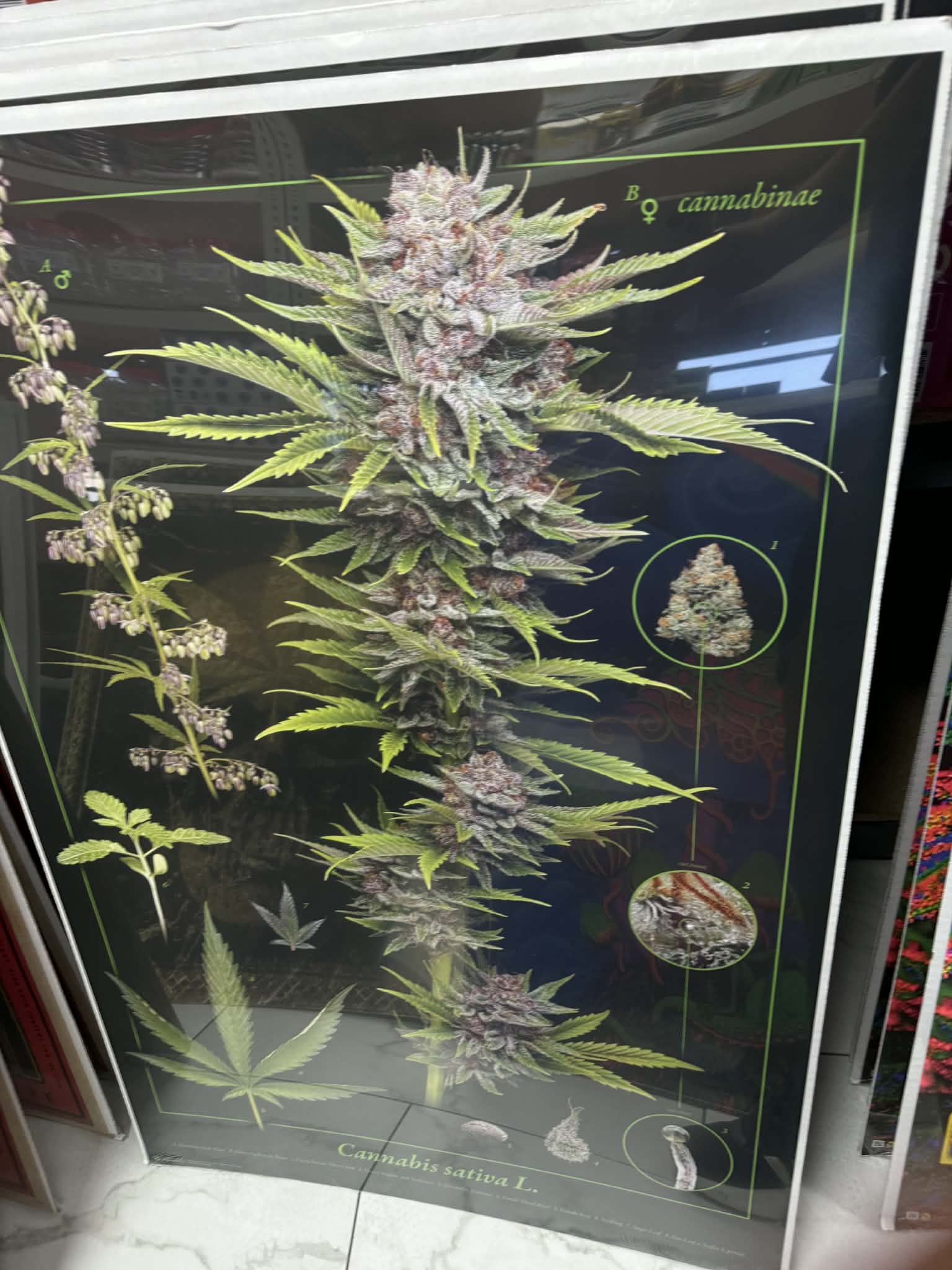 POSTERS WITH CARDBOARD BACK