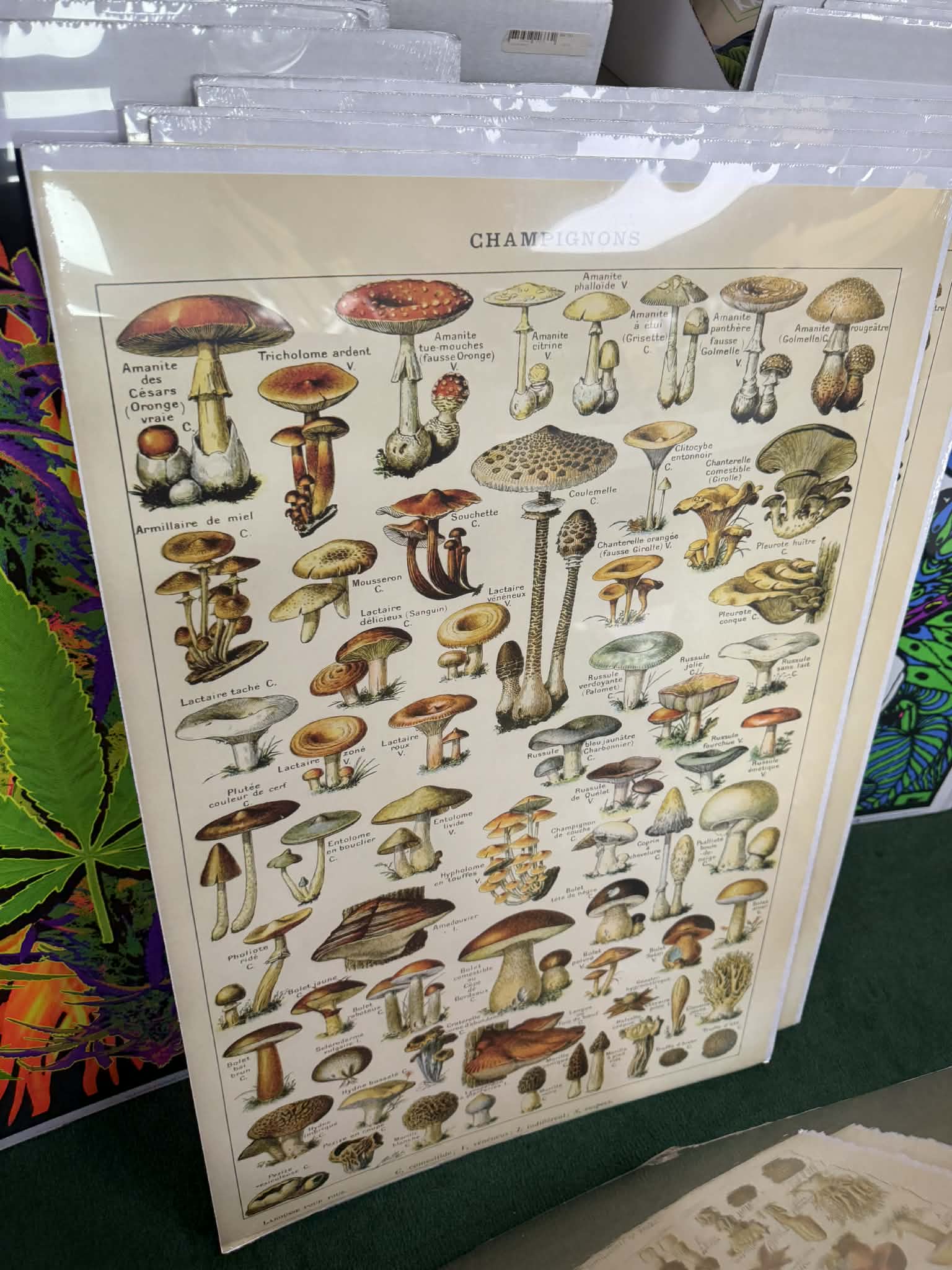 POSTERS WITH CARDBOARD BACK